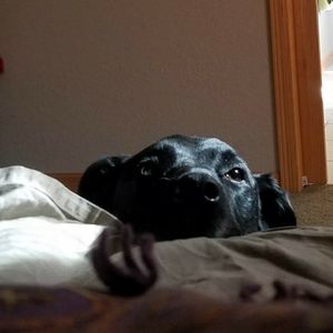 Meet your Posher, Pat